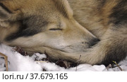 Охотничья собака лежит на снегу. A hunting dog is lying on the snow. Стоковое видео, видеограф Евгений Романов / Фотобанк Лори