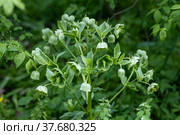 Helleborus foetidus grows and blooms in the garden in spring. Стоковое фото, фотограф Ольга Сейфутдинова / Фотобанк Лори