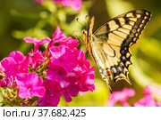 Butterfly swallowtail on a phlox flower. Стоковое фото, фотограф Дмитрий Тищенко / Фотобанк Лори