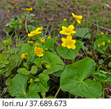 Caltha palustris, known as marsh-marigold and kingcup, small to medium size perennial herbaceous plant of buttercup family, native to marshes, fens, ditches and wet woodland in temperate regions of Northern Hemisphere. Стоковое фото, фотограф Валерия Попова / Фотобанк Лори