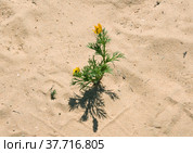 Blooming Adonis Summer (lat. - Adonis aestivalis) Стоковое фото, фотограф Irina Opachevsky / Фотобанк Лори