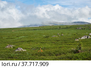 Stones and thickets of dwarf birch Betula exilis on Altai highlands. Стоковое фото, фотограф Сергей Пристяжнюк (Serg Zastavkin) / Фотобанк Лори