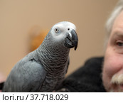 Parrot close up. Стоковое фото, фотограф Argument / Фотобанк Лори