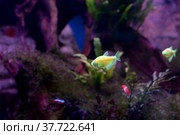 Ternetzi Glo Fish Veil in the freshwater aquarium. Modified aquarium fish with voile fins and glowing color. Selective focus. Стоковое фото, фотограф Андрей Никитин / Фотобанк Лори