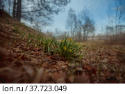 Гусиный лук желтый или Гагея желтая (Gagea lutea) Стоковое фото, фотограф Julia Shepeleva / Фотобанк Лори
