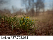 Гусиный лук желтый или Гагея желтая (Gagea lutea) Стоковое фото, фотограф Julia Shepeleva / Фотобанк Лори