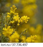 Flora of Gran Canaria - bright yellow flowers of Teline microphylla, broom species endemic to the island, natural macro floral background. Стоковое фото, фотограф Tamara Kulikova / Фотобанк Лори