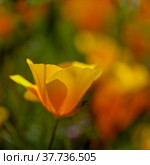 Flora of Gran Canaria - Eschscholzia californica, the California poppy, introduced and invasive species natural macro floral background. Стоковое фото, фотограф Tamara Kulikova / Фотобанк Лори