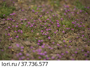 Flora of Gran Canaria - Spergularia fimbriata, fringed sandspurry, natural macro floral background. Стоковое фото, фотограф Tamara Kulikova / Фотобанк Лори