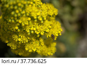 Flora of Gran Canaria - large inflorescence of Aeonium undulatum, succulent endemic to the island natural macro floral background. Стоковое фото, фотограф Tamara Kulikova / Фотобанк Лори