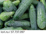 На даче созрели зеленые хрустящие огурчики. At the dacha, green crispy cucumbers are ripe. Стоковое фото, фотограф Мария / Фотобанк Лори