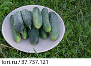 На даче созрели зеленые хрустящие огурчики. At the dacha, green crispy cucumbers are ripe. Стоковое фото, фотограф Мария / Фотобанк Лори