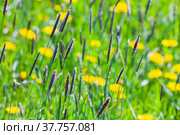 Timothy grass and yellow wild flowers grow on a field. Стоковое фото, фотограф EugeneSergeev / Фотобанк Лори