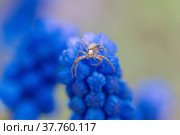 Паук на цветке мускари крупным планом. Стоковое фото, фотограф Елена Коромыслова / Фотобанк Лори
