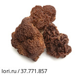 Весенние грибы строчки (Gyromitra esculenta) на белом фоне. Стоковое фото, фотограф Александр Романов / Фотобанк Лори