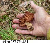 Строчок обыкновенный (Gyromitra esculenta) - условно съедобный гриб, растущий в лесу весной. Стоковое фото, фотограф Александр Романов / Фотобанк Лори