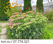 Очиток, или Седум (лат. Sedum) Стоковое фото, фотограф Мария Кылосова / Фотобанк Лори