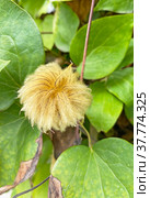 Многоорешек ломоноса шерстистого (Clematis lanuginosa) Стоковое фото, фотограф Мария Кылосова / Фотобанк Лори