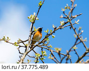 Птица горихвостка, самец (англ. Redstart, лат. Phoenicurus phoenicurus) Стоковое фото, фотограф Галина Савина / Фотобанк Лори