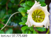 Exotic tropical flower  Chalice Vine (2021 год). Стоковое фото, фотограф Дмитрий Брусков / Фотобанк Лори