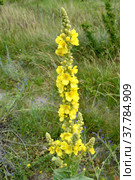 Коровяк скипетровидный (Verbascum densiflorum Bertol.). Соцветие. Стоковое фото, фотограф Ирина Борсученко / Фотобанк Лори