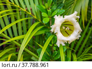 Exotic tropical flower  Chalice Vine. Стоковое фото, фотограф Дмитрий Брусков / Фотобанк Лори