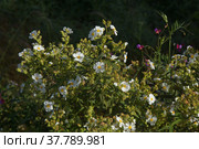 Flora of Gran Canaria - flowering Cistus monspeliensis ssp. canariensis, Montpellier rockrose, Canary subspecies, pyrophile plant (2022 год). Стоковое фото, фотограф Tamara Kulikova / Фотобанк Лори