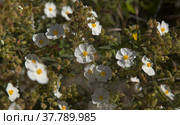 Flora of Gran Canaria - flowering Cistus monspeliensis ssp. canariensis, Montpellier rockrose, Canary subspecies, pyrophile plant (2022 год). Стоковое фото, фотограф Tamara Kulikova / Фотобанк Лори