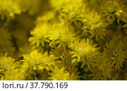Flora of Gran Canaria - large inflorescence of Aeonium undulatum, succulent endemic to the island natural macro floral background. Стоковое фото, фотограф Tamara Kulikova / Фотобанк Лори
