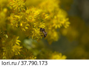 Flora of Gran Canaria - large inflorescence of Aeonium undulatum, succulent endemic to the island natural macro floral background. Стоковое фото, фотограф Tamara Kulikova / Фотобанк Лори