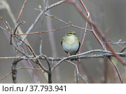Phylloscopus trochilus. Пеночка весничка весной на ветке березы, Ямало-Ненецкий автономный округ. Стоковое фото, фотограф Григорий Писоцкий / Фотобанк Лори
