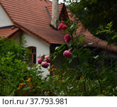 Розовые розы после дождя на фоне белого сельского дома. Стоковое фото, фотограф Елена Елистратова / Фотобанк Лори