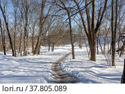A path in a winter forest on a clear sunny day. Стоковое фото, фотограф Yuriy Savin / Фотобанк Лори