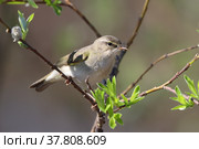 Phylloscopus trochilus. Пеночка весничка весной на ветке ивы, Ямало-Ненецкий автономный округ. Стоковое фото, фотограф Григорий Писоцкий / Фотобанк Лори