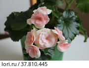 Розовая бегония клубневая (Begonia Tuberhybrida) Стоковое фото, фотограф Елена Орлова / Фотобанк Лори
