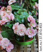 Розовая бегония клубневая (Begonia Tuberhybrida) Стоковое фото, фотограф Елена Орлова / Фотобанк Лори