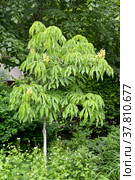 Каштан конский жёлтый (Aesculus flava Sol.). Общий вид молодого дерева. Стоковое фото, фотограф Ирина Борсученко / Фотобанк Лори