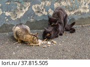 Бездомные кошки спариваются. Кормление бездомных животных. Stray cats mate. Feeding stray animals. Стоковое фото, фотограф Евгений Романов / Фотобанк Лори