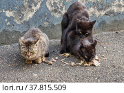 Бездомные кошки спариваются. Кормление бездомных животных. Stray cats mate. Feeding stray animals. Стоковое фото, фотограф Евгений Романов / Фотобанк Лори