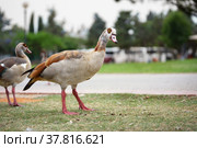 Beatiful nile goose in the national park of Ramat-Gan, Israel. Стоковое фото, фотограф Георгий Дзюра / Фотобанк Лори