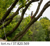 Дятел большой пестрый (Dendrocopos major, Great-spotted woodpecker) в Главном Ботаническом саду РАН. Стоковое фото, фотограф Наталья Николаева / Фотобанк Лори