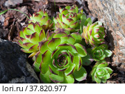 Sempervivum tectorum or the common houseleek. Стоковое фото, фотограф EugeneSergeev / Фотобанк Лори