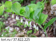 Polygonatum odoratum. Стоковое фото, фотограф Юлия Бабкина / Фотобанк Лори