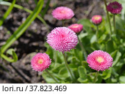 Розовые помпонные маргаритки (лат. Bellis perennis) в саду крупным планом. Стоковое фото, фотограф Елена Коромыслова / Фотобанк Лори