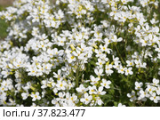 Цветущий арабис, или резуха (лат. Arabis), фон. Стоковое фото, фотограф Елена Коромыслова / Фотобанк Лори