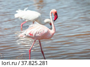 Lesser flamingo. Стоковое фото, фотограф Art Konovalov / Фотобанк Лори