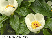 A close-up of The Flower of The Mlokosewicz Peony. Paeoniaceae. Paeonia mlokosewitschii Lomak. Стоковое фото, фотограф Филатова Ирина / Фотобанк Лори