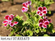 Geranium Elegance, Imperial plant Burgundy-purple, Perennial flowers in the garden. Стоковое фото, фотограф Ольга Чукина / Фотобанк Лори