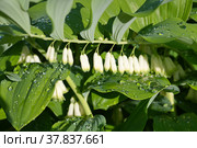 Купена многоцветковая (лат. Polygonatum multiflorum) после дождя крупным планом. Стоковое фото, фотограф Елена Коромыслова / Фотобанк Лори
