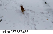 A ginger cat walks around the house in winter. Стоковое видео, видеограф Лилия Фролова / Фотобанк Лори